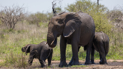 Fototapeta na wymiar African elephants having a mud bath