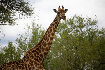 a tall giraffe in the wild