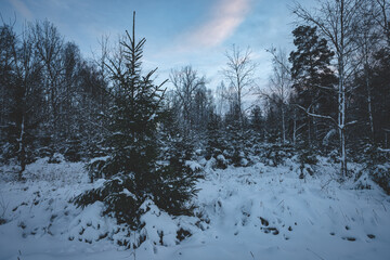 Christmas winter landscape, snow-covered fir and pine trees in a snow-covered meadow