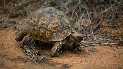 a leopard tortoise on the move