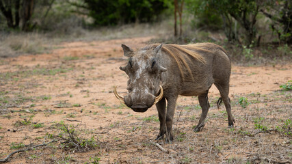 a big warthog in the wild