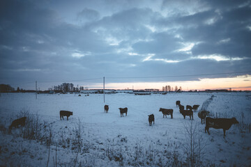 farm cows near road in first snow. Evening sunset 