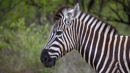 a Zebra in the wild