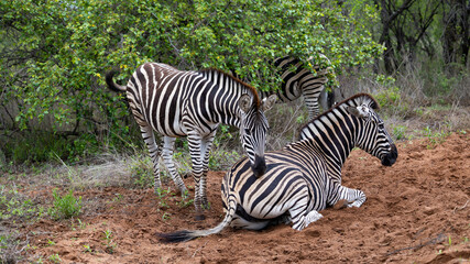 Fototapeta na wymiar a Zebra in the wild