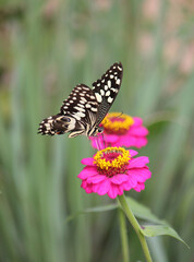 Butterfly on Flower