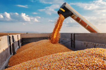 Machine for separating corn grains working on field and filling tractor trailer with corn. Autumn...