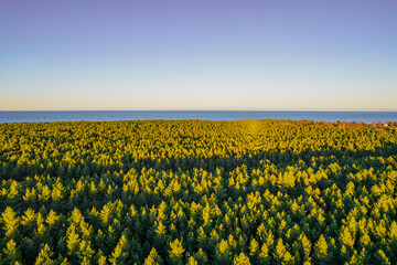 Above aerial shot of green pine forests and yellow foliage groves with beautiful texture of golden treetops. Beautiful fall season scenery in evening. Mountains in autumn colors in golden time