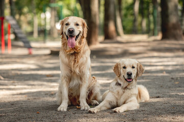 Two golden retriever dogs