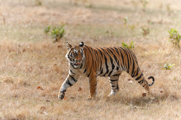 Fototapeta na wymiar Tiger, Bengal Tiger (Panthera tigris Tigris), in Bandhavgarh National Park in India