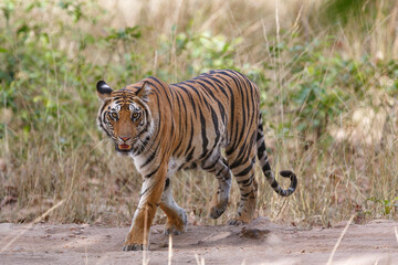 Tiger, Bengal Tiger (Panthera tigris Tigris), in Bandhavgarh National Park in India - obrazy, fototapety, plakaty