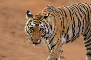 Tiger, Bengal Tiger (Panthera tigris Tigris), in Bandhavgarh National Park in India - obrazy, fototapety, plakaty