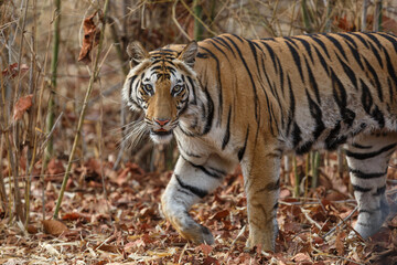 Tiger, Bengal Tiger (Panthera tigris Tigris), in Bandhavgarh National Park in India