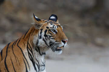 Tiger, Bengal Tiger (Panthera tigris Tigris), in Bandhavgarh National Park in India