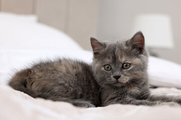 Fototapeta na wymiar Cute fluffy kitten lying on bed indoors