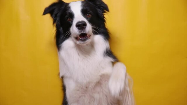 Funny portrait of cute puppy dog border collie barking isolated on yellow colorful background. Cute pet dog. Pet animal life concept