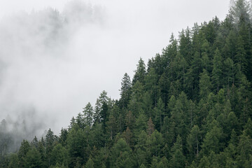Alpine hill covered with fir trees during fog in the Italian Dolomites