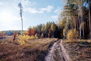 Fall season. Beautiful landscape with empty road in forest.