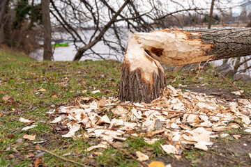 Close-up of a tree cut by a beaver 