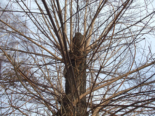 branches against sky