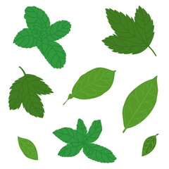 Collection of mint and lemon leaves. Nature harvest, healthy product, tea ingredient. Isolated element. Flat style in vector illustration. Use for eco market and healthy food packing or wedding decor.