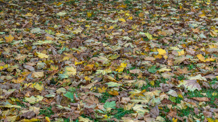 Autumn leaves background. Outdoor. Colorful backround image of fallen autumn leaves perfect for seasonal use.