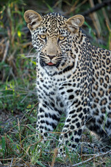 Leopard (Panthera Pardus) female. Mpumalanga. South Africa.