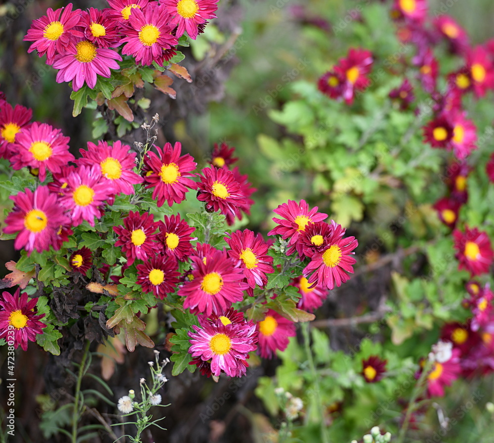 Poster fleurs