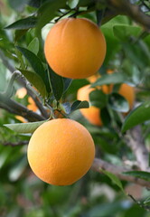 oranger