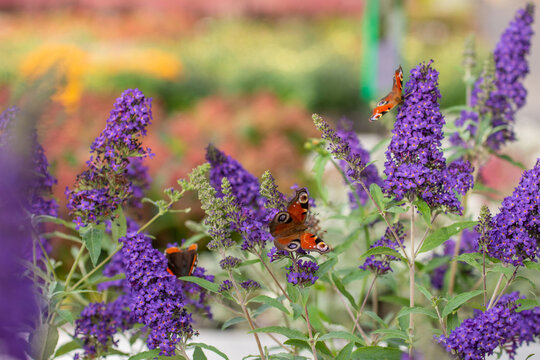 Schmetterlingsflieder