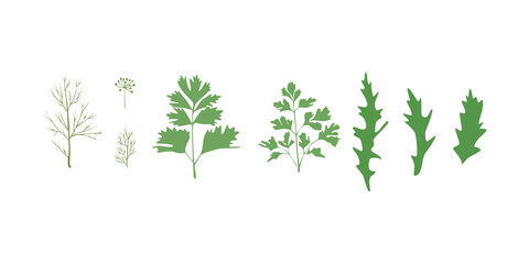Vector parsley, dill, arugula, rucola illustration in simple flat style. Herbs, grass