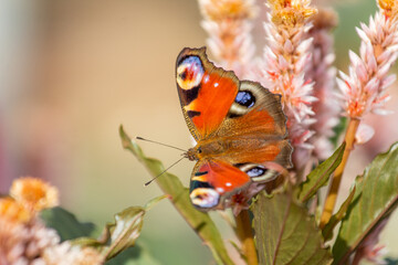 Schmetterling auf Silber-Brandschopf