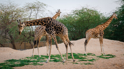 Wild giraffe in the zoo