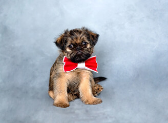 Brussels griffon puppy with a red bow tie on the neck on a gray background. High quality photo