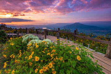 Mexican sunflower, Beautiful flower on  Phu-pa-pao, Loei province, Thailand.