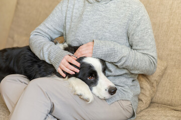 Unrecognizable woman playing with cute puppy dog border collie on couch at home indoor. Owner girl stroking holding dog friend sitting on sofa. Love for pets friendship support team concept