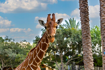 Selective focus of beautiful giraffe with long neck. Portrait a smiling giraffe (giraffa camelopardalis) is an african mammal in the background of clouds, blue sky and green trees. Funny animals face