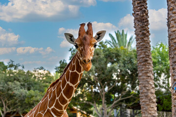Selective focus of beautiful giraffe with long neck. Portrait a smiling giraffe (giraffa...