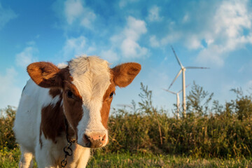 Beef Cattle grazing in a pasture under a windmill