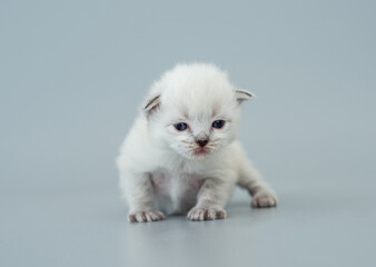 Ragdoll kitten isolated on light blue background