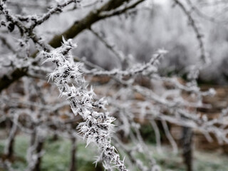 Branch of a fully frozen deciduous tree during a winter morning surrounded by a cold landscape