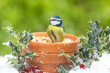 Close-up of a Blue tit in winter with snow, holly, and red berries, sat inside a terracotta flower pot with head up.   Facing left. Scientific name: Cyanistes Caeruleus.  Space for copy.  Horizontal.