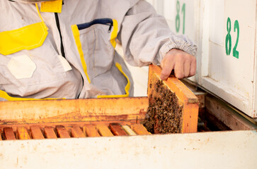 The beekeeper extracts honey from bee hives, holds the honeycomb in his hands, assessing the state...