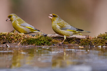 European greenfinch ,,Chloris chloris,, in amazing wild danubian forest, Slovakia, Europe