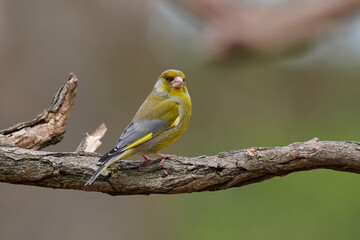 Fototapeta premium European greenfinch ,,Chloris chloris,, in amazing wild danubian forest, Slovakia, Europe