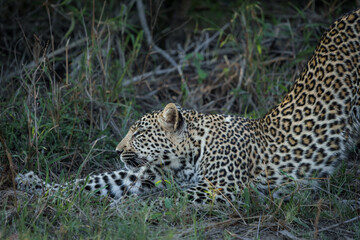 Leopard (Panthera Pardus) female stretching. Mpumalanga. South Africa.