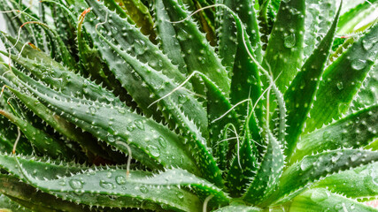 Aloe Vera closeup.Water drops on leaf of aloe. Aloevera plant, natural organic renewal cosmetics, alternative medicine.Skin care concept, moisturizing. On green background.