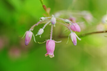 ガクウラジロヨウラク