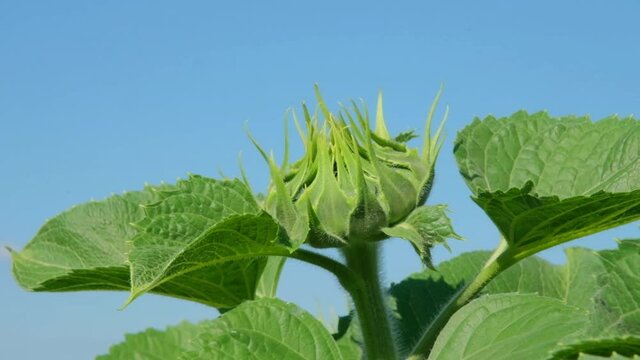 green sunflower in the field during the cap formation