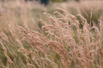 Fototapeta premium ears of wheat