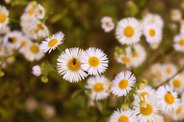 daisies in the field